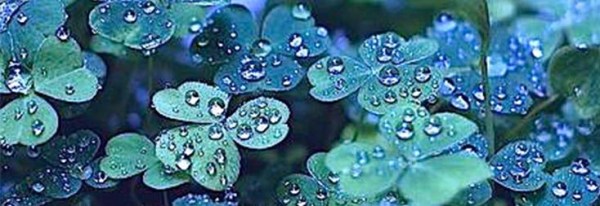 Clover new template 732x253